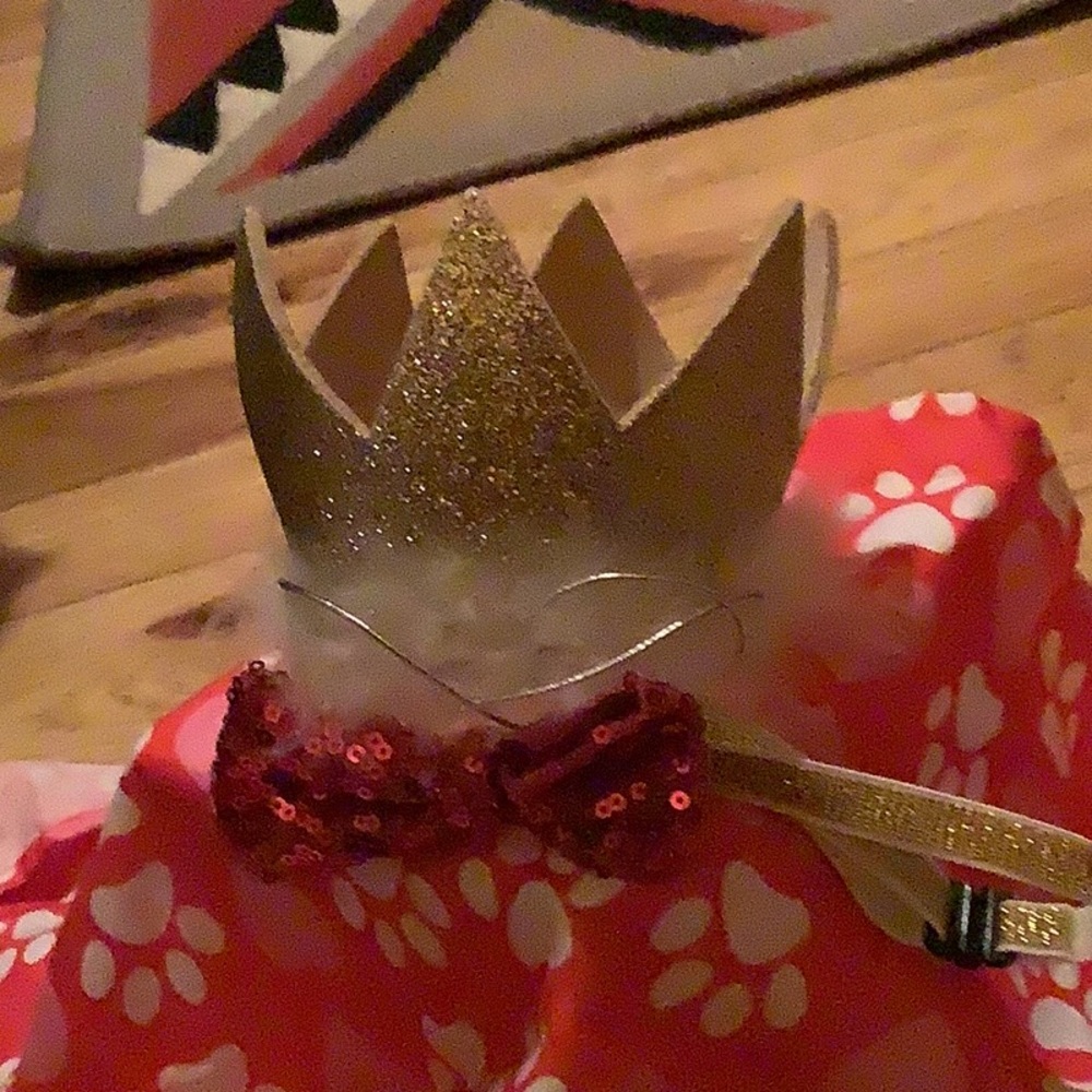 Gold Crown and Red Pet Cape Set for dog up to 16 pounds